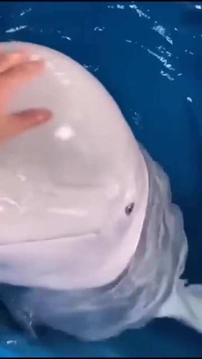 AnImAl AbUsEr StAb WhAlE wItH FiNgEr