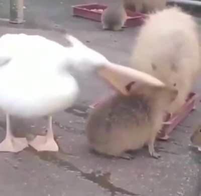 Un pel&iacute;cano tratando de comer un capibara 