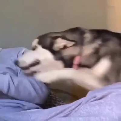 Derpy moon moon