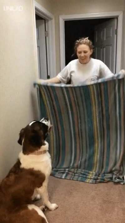 Magic! The dog never saw it coming.