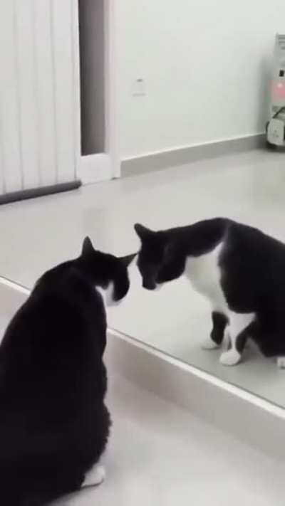 Just a cat playing with a mirror until...