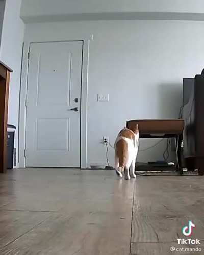 This Cat's reaction (and biiiig stretch) when the guy comes home from work 🥰😂