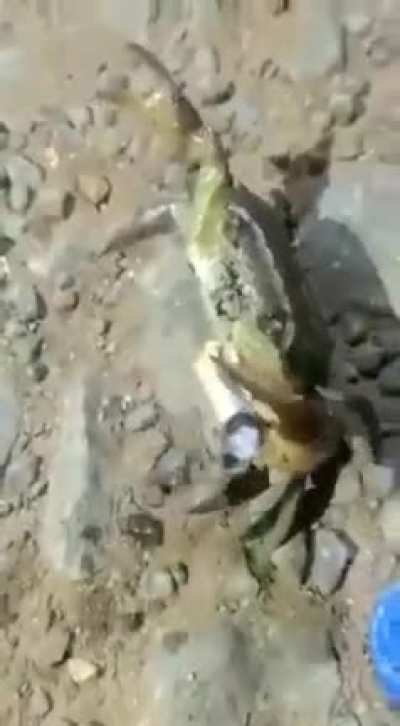 Ö