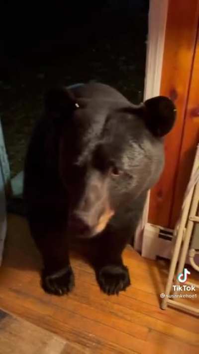 Hello Mr. Black Bear