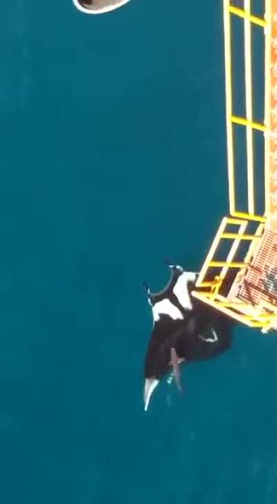 Giant manta ray spotted in Buzios/RJ (Brazil). The shark is estimated size is 1.5m (4,92ft)