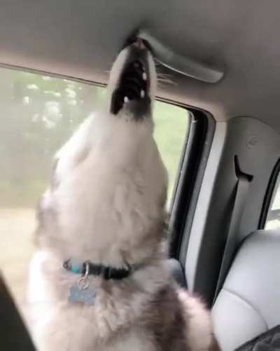 Them: Are Huskies really that bad, or is it an exaggeration?" . Me: