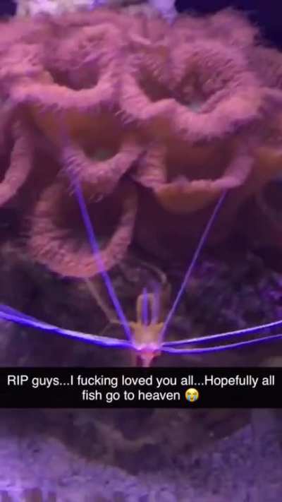 My Ex Girlfriend Completely Destroyed My Reef Aquarium I’ve Been Working On For Three Years. She Killed All My Fish In Cold Blood. Who Would Do Such A Thing?