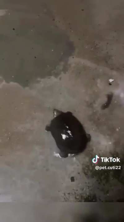 Para alegrarles el d&iacute;a:)