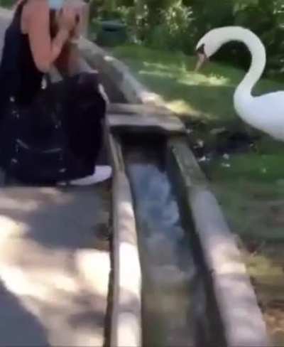 when animals have more common sense