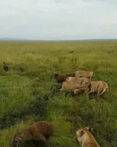 Lioness Power
