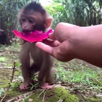 I love how the monkey&rsquo;s lips turn all bright magenta from the dragonfruit❤️🤣