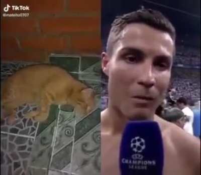 Noo bicho
