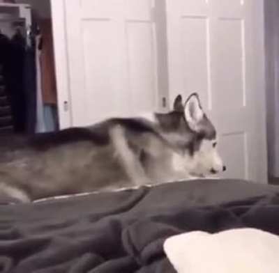 Mooon mooooon calling to her people