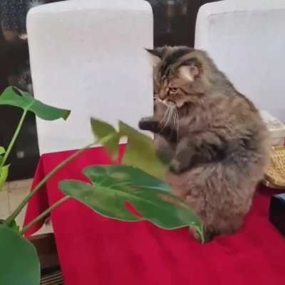 Cat.