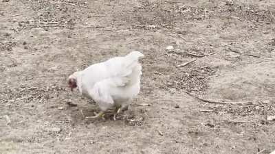 My chickens don&rsquo;t play around. Intruders get handled. 🐁