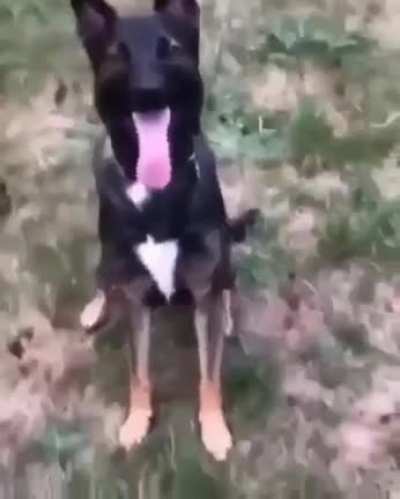 What a good dog :)