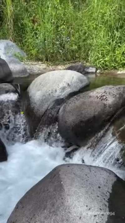 Tiny and Playful River Nymph