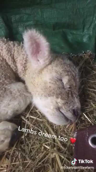 cordeirinho a mimir 🥺