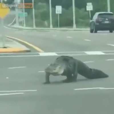 la vida de un cocodrilo en 1 minuto