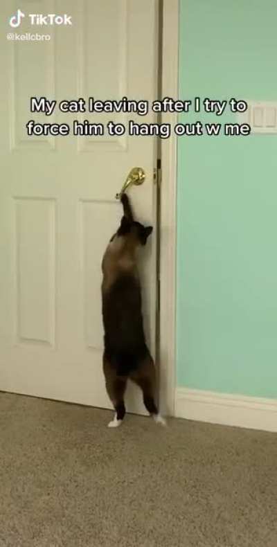 This cat really said &lsquo;no i am going to leave&rsquo;