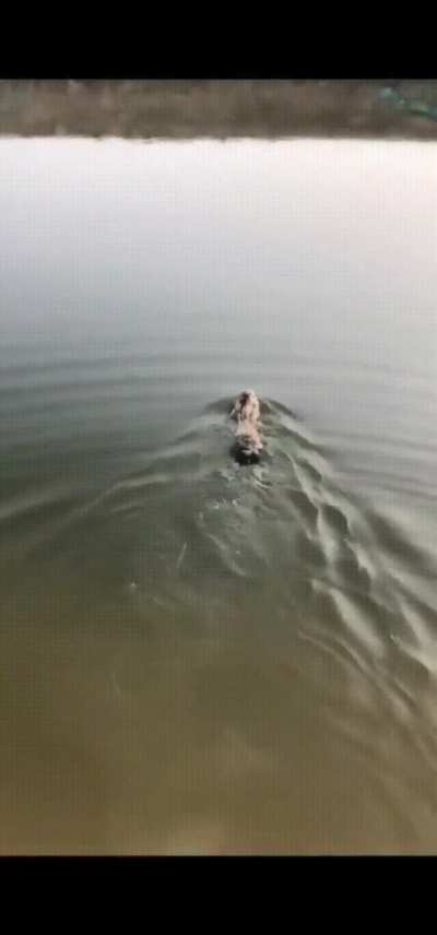 As most mammals can swim, rabbits can swim as well...