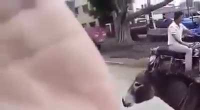 Horny donkey!