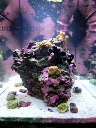 My 13 gallon at 1 year