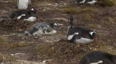 This penguin getting shat on