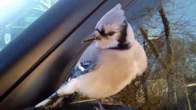 Mordecai.