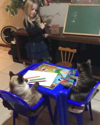 MEOW_IRL
