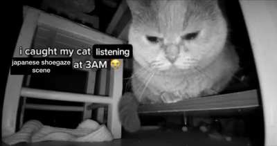 Can anyone help me find this song that i found on a meme randomly please?