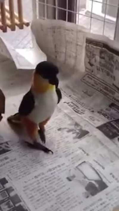 &ldquo;Square up Timmy!&rdquo;