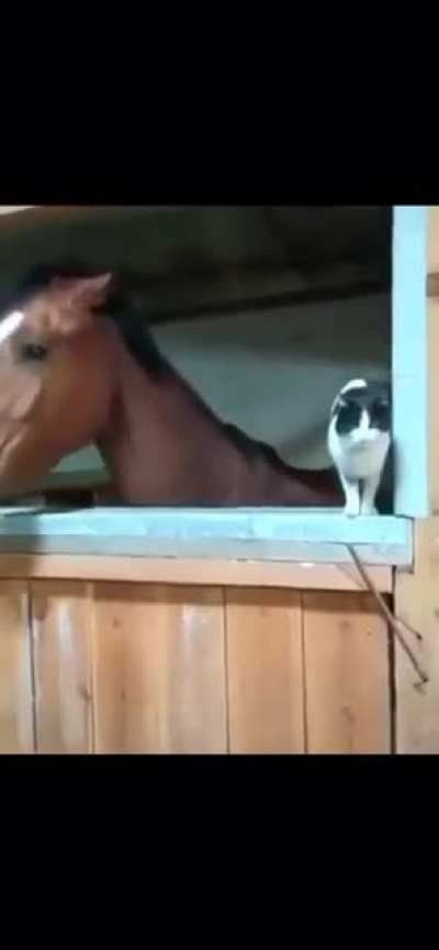 annoying a horse
