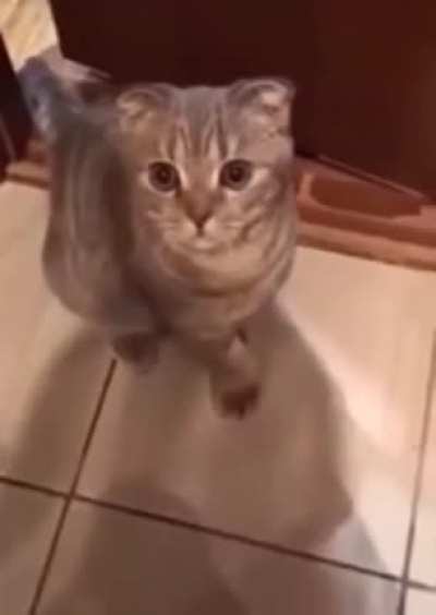 It wasn't a good kitty