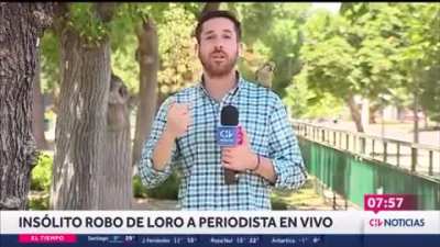 Local journalist has an encounter with a parrot