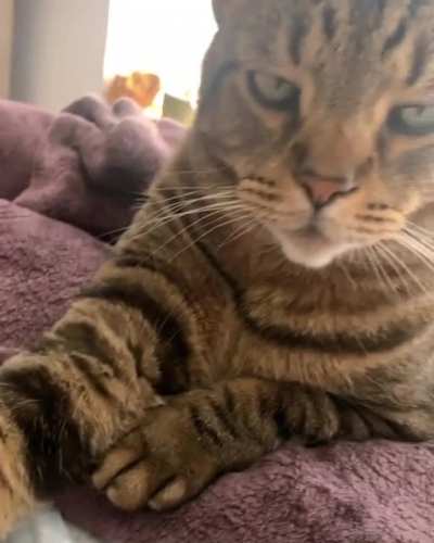 no class. only pet me