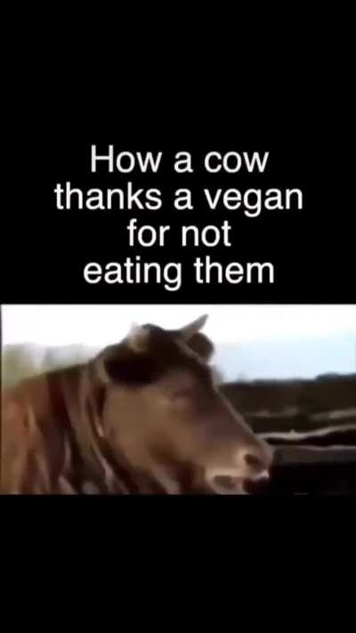 How cows thank vegans for not eating them.