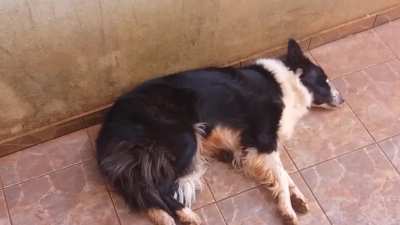 Border Collie dormindo ao som de uma das m&uacute;sicas do Final Fantasy 7