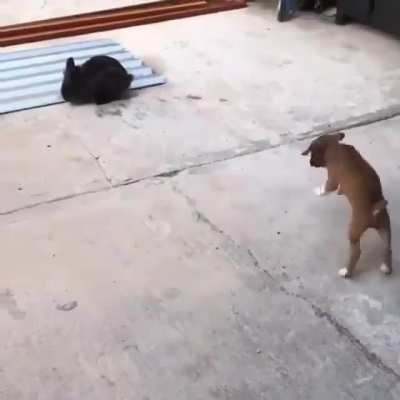 Puppy thinks he&rsquo;s a bunny..