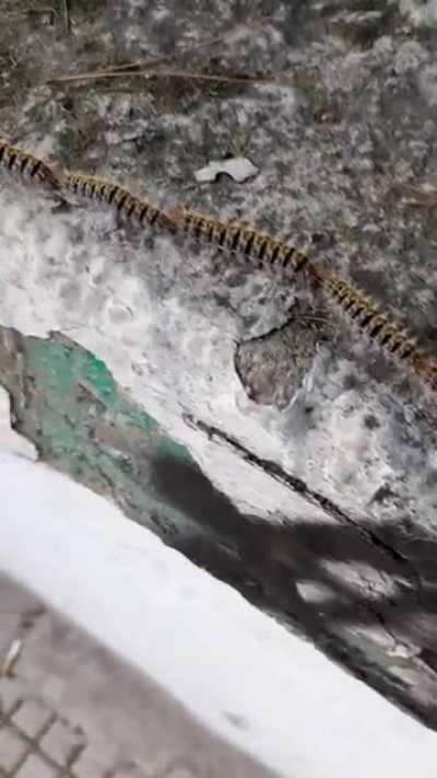 Thanks, I hate this huge hairy giant caterpillar train thing I found today