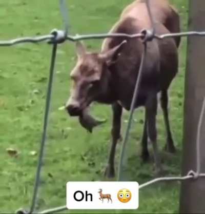 A deer eating a rabbit