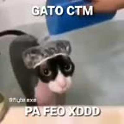Gato ctm