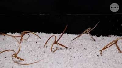 Science Emulating Nature: Erodium's Self-Burrowing Seeds Concept