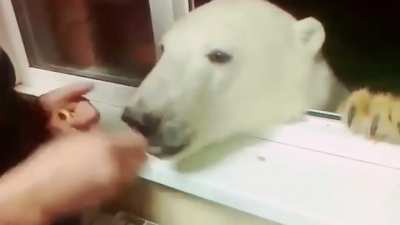 Snacks for the bear! (Not my original video)