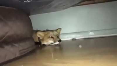 POV: You called the kitsune Prince In denial a Demi-human.