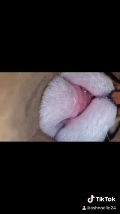 Here&rsquo;s Lucy&rsquo;s cheesy trailer