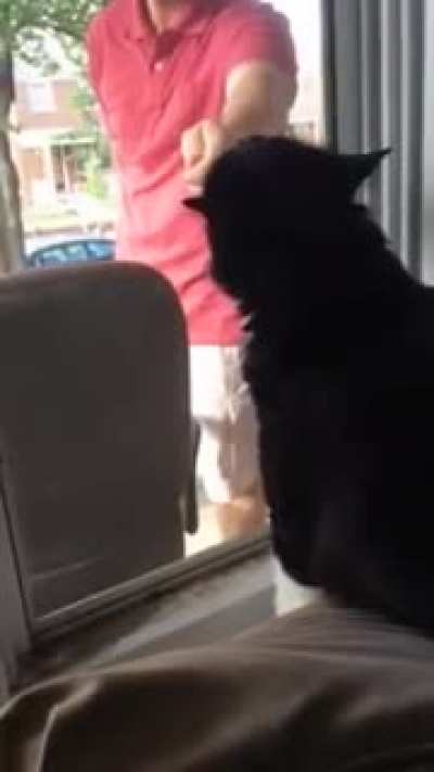 Cat sees his owner with a new dog