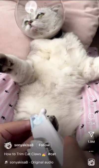 Thanks, I hate it. Bubble head cat.