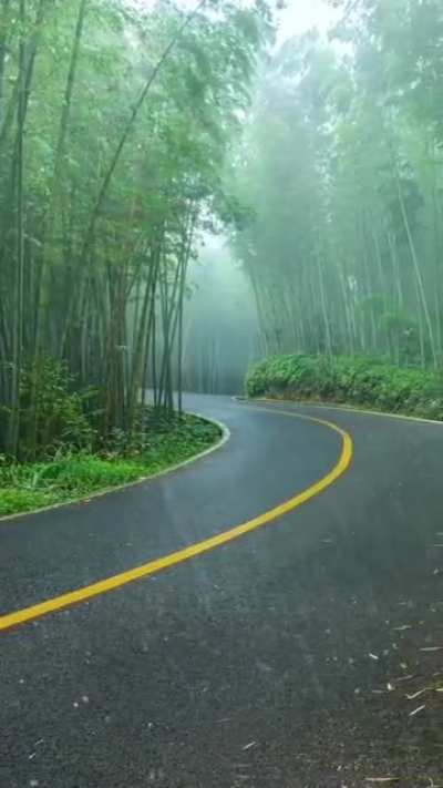 Rain in the jungle