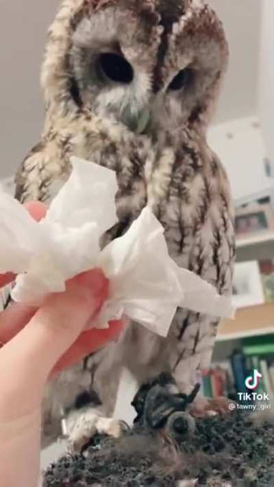 Presenting random things to an owl